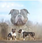 American bully dekreu/ open for stud, Rabiës (hondsdolheid), Reu, Eén hond, 3 tot 5 jaar