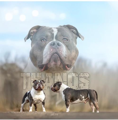 American bully dekreu/ open for stud, Dieren en Toebehoren, Honden | Dekreuen, Reu, Particulier, Eén hond, Nederland, 3 tot 5 jaar