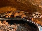 Luipaardgekko half madarin en half G&T blood cross, Hagedis, 0 tot 2 jaar