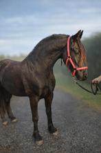 Prachtige lieve aanhankelijk Friese Merrie van 2,5 jaar oud., Merrie, 160 tot 165 cm, Dressuurpaard, 3 tot 6 jaar