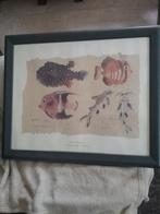 2 SCHILDERIJEN MET BEELTENIS VAN VISSEN, Ophalen, Minder dan 50 cm, Schilderij