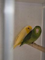 Koppel forpussen lutino x groen split ino, Meerdere dieren, Dwergpapegaai of Agapornis, Geringd