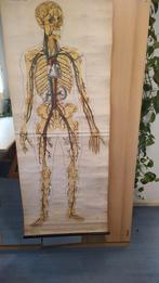 Geraamte en bloedvaten op canvas, Ophalen