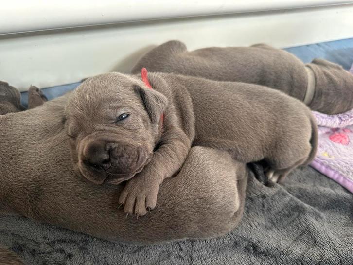 Mooie Cane corso pups geboren!!!, Dieren en Toebehoren, Honden | Bulldogs, Pinschers en Molossers, Meerdere dieren, Overige rassen