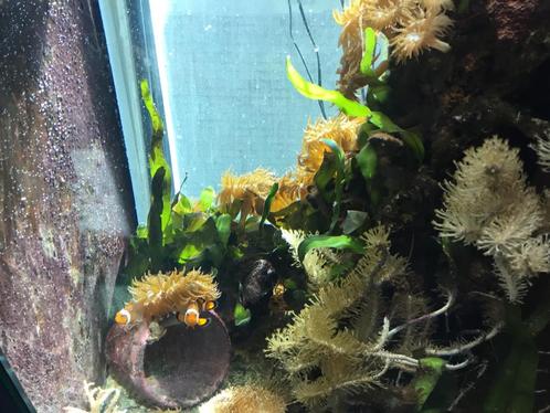 Koralen en wier, Dieren en Toebehoren, Vissen | Aquaria en Toebehoren, Nieuw, Overige typen, Ophalen