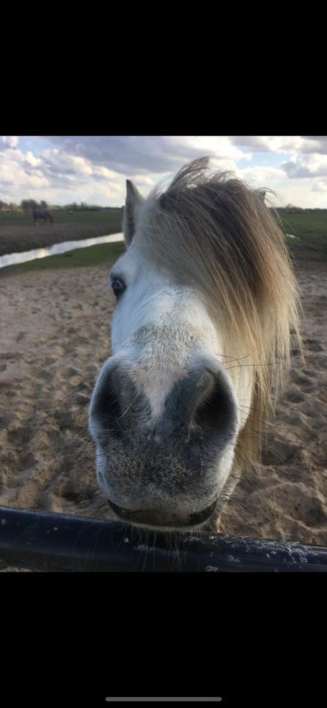 verzorgpony of paard gezocht / verzorgster aangeboden, Dieren en Toebehoren, Paarden en Pony's | Verzorgingsproducten, Nieuw, Ophalen