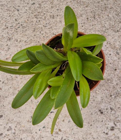 Orchidee Masdevallia w endlandii p6, Huis en Inrichting, Kamerplanten, Overige soorten, Minder dan 100 cm, Ophalen of Verzenden