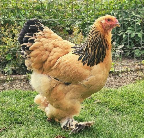 Jonge brahma groothoender hennen beschikbaar geënt, Dieren en Toebehoren, Pluimvee, Kip, Meerdere dieren