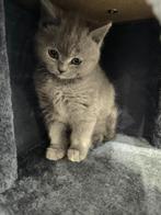 Britse Korthaar kitten, Dieren en Toebehoren, Katten en Kittens | Raskatten | Korthaar, Poes, Ontwormd, 0 tot 2 jaar