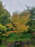 Acer palmatum, Volle zon, Bloeit niet, 250 tot 400 cm, Overige soorten