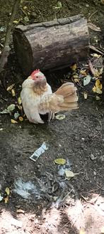 Ayam serama haantje, Dieren en Toebehoren, Pluimvee, Mannelijk, Kip