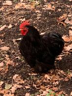 Kleine haan, Dieren en Toebehoren, Mannelijk, Kip