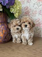 Exclusieve Maltipoo F1 pups (Maltezer / Azian Toy Poedel), Dieren en Toebehoren, Honden | Chihuahua's en Gezelschapshonden, Particulier