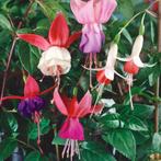 Gevraagd: fuchsia en pelargonium (geranium) stekjes, Tuin en Terras, Planten | Tuinplanten, Volle zon, Eenjarig, Zomer, Ophalen