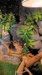 Terrarium te koop., Dieren en Toebehoren, Reptielen en Amfibieën | Toebehoren, Ophalen, Zo goed als nieuw, Terrarium of Paludarium
