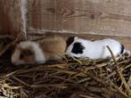 2 mooie jonge cavia's, September, Mannelijk, Cavia