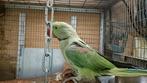 2 Alexander parkiet mannen van 2024, Dieren en Toebehoren, Vogels | Parkieten en Papegaaien, Mannelijk, Parkiet