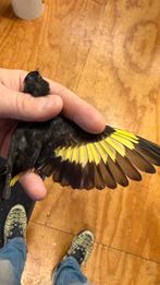 Zwarte Sijzen 2025 Poppen, Dieren en Toebehoren, Vogels | Overige Vogels, Vrouwelijk, Wildzangvogel, Geringd