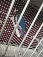 Dwergpapegaai, Dieren en Toebehoren, Vogels | Parkieten en Papegaaien, Geslacht onbekend, Dwergpapegaai of Agapornis