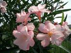 Nerium oleander Gotsis Euridyke meervoudige bloemen., Ophalen of Verzenden, Zomer, Volle zon