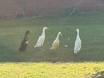 2 witte loopeenden, Dieren en Toebehoren, Pluimvee, Meerdere dieren, Eend