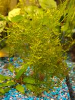 Mos Aquarium, Dieren en Toebehoren, Vissen | Aquaria en Toebehoren, Ophalen of Verzenden, Nieuw, Plant(en), Steen of Hout