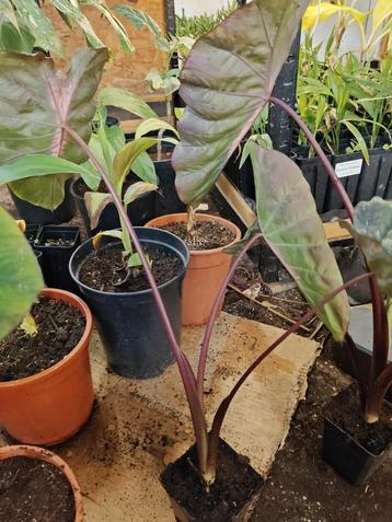 Colocasia redemption  beschikbaar voor biedingen