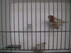 koppel oranjeborst zwartborst isabel bruin zebravinken, Dieren en Toebehoren, Vogels | Overige Vogels, Meerdere dieren