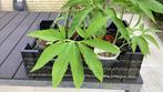 Sauromatum venosum, Ophalen, Bodembedekkers, Vaste plant, Halfschaduw