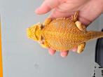 Nog 1 jonge red citrus bluebar baardagaam te koop, Dieren en Toebehoren, Reptielen en Amfibieën, Hagedis, 0 tot 2 jaar