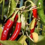 Zaden Chilipeper rood - Rawit Red, Tuin en Terras, Bloembollen en Zaden, Verzenden, Voorjaar, Volle zon, Zaad