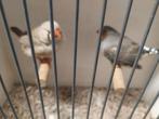 Zebravinken, Dieren en Toebehoren, Vogels | Overige Vogels, Meerdere dieren
