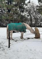 Paddock Paradise / thuis gezocht voor Arabier Merrie van 28