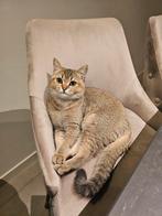Britse korthaar Golden Shaded, Dieren en Toebehoren, Kater, Ingeënt