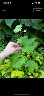 Druivenbladeren / uzumyapragi, Halfschaduw, Zomer, 400 cm of meer, Overige soorten