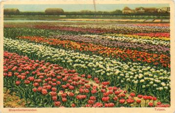 (388-504-039) Bloembollenvelden Tulpen beschikbaar voor biedingen
