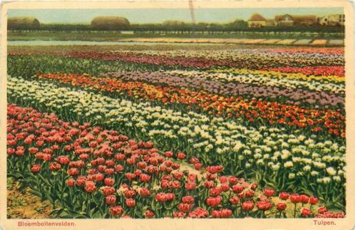 (388-504-039) Bloembollenvelden Tulpen, Verzamelen, Ansichtkaarten | Nederland, Verzenden