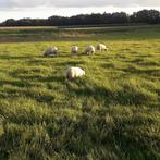 Gezocht land schapen of maaien, Dieren en Toebehoren, Schaap