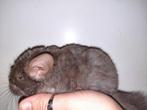 2 chinchilla baby vrouwtjes, Vrouwelijk, Chinchilla, Tam