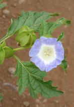 Zaden Nicandra physalodes (zegekruid), Ophalen of Verzenden, Zaad