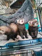 3 jonge fretten vrouwtjes ter adoptie, Dieren en Toebehoren, Overige Dieren, Juni, Vrouwelijk