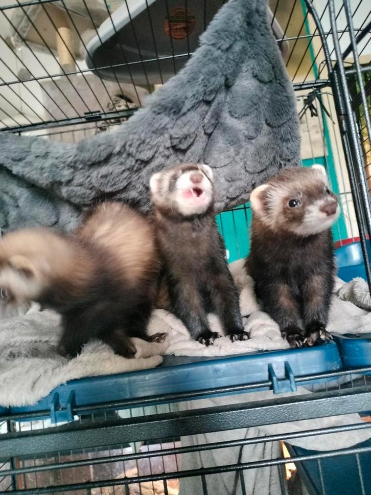 3 jonge fretten vrouwtjes ter adoptie, Dieren en Toebehoren, Overige Dieren, Vrouwelijk, Juni