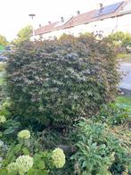 Prachtige japanse esdoorn, Tuin en Terras, Planten | Bomen, Bloeit niet, Halfschaduw, 100 tot 250 cm, Overige soorten