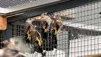 Putter kleine anatolia parva putters 2025, Dieren en Toebehoren, Meerdere dieren, Wildzangvogel, Geringd