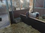 Stal te huur voor een Shetlander of heel kleine pony, Dieren en Toebehoren