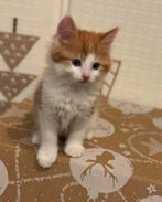 Mooie kruising Maine Coon/Europese korthaar? kittens, Kater, Ontwormd, 0 tot 2 jaar