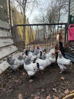 Wyandotte krielen te koop, Dieren en Toebehoren, Pluimvee, Vrouwelijk, Kip