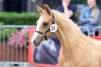 Opvallend hengstveulen Libenti’s Milagro * Cassanova du Bois, Dieren en Toebehoren, Pony's, E pony (1.48m - 1.57m), Gechipt, Dressuurpony