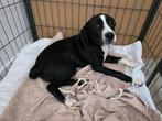 Pup 19 weken kruising kooiker/stafford/stabij, Dieren en Toebehoren, Rabiës (hondsdolheid), 15 weken tot 1 jaar, Reu, Eén hond