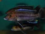 Melanochromis melanopterus minos reef, Dieren en Toebehoren, Vissen | Aquariumvissen